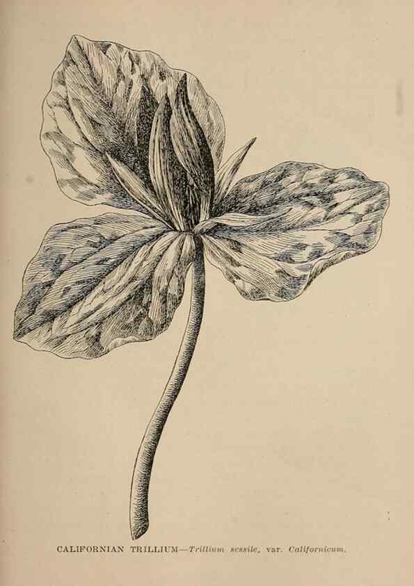 Reproducción/Reproduction 7176826856: The wild flowers of California;. San Francisco,Payot, Upham, & company,1902.