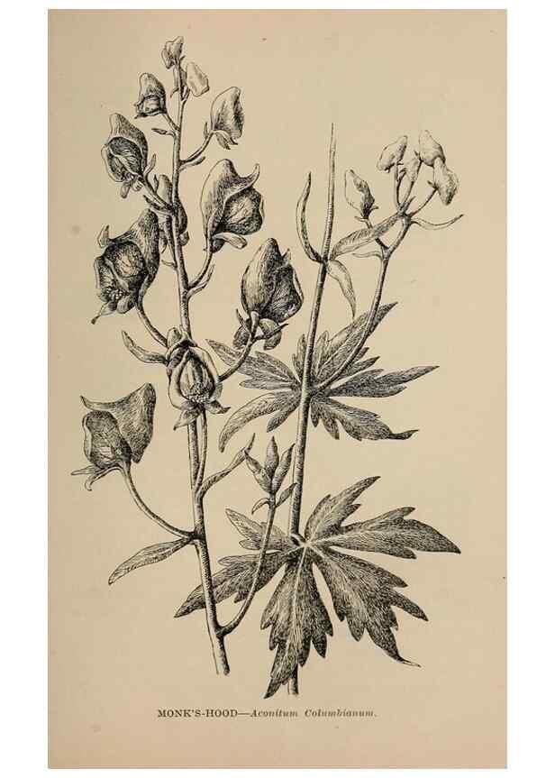 Reproducción/Reproduction 7176871616: The wild flowers of California;. San Francisco,Payot, Upham, & company,1902.