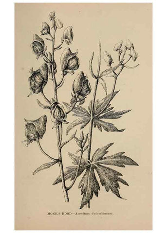 Reproducción/Reproduction 7176871616: The wild flowers of California;. San Francisco,Payot, Upham, & company,1902.