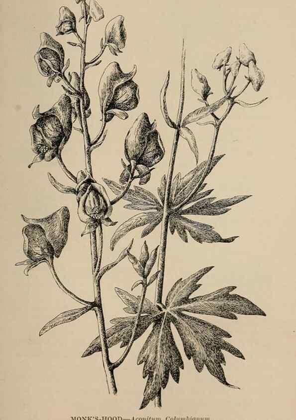 Reproducción/Reproduction 7176871616: The wild flowers of California;. San Francisco,Payot, Upham, & company,1902.