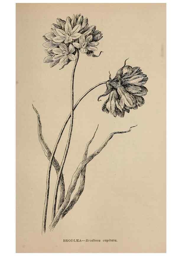 Reproducción/Reproduction 7176828658: The wild flowers of California;. San Francisco,Payot, Upham, & company,1902.