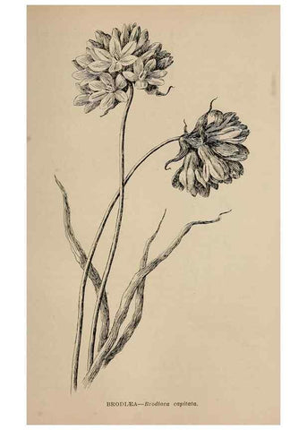 Reproducción/Reproduction 7176828658: The wild flowers of California;. San Francisco,Payot, Upham, & company,1902.