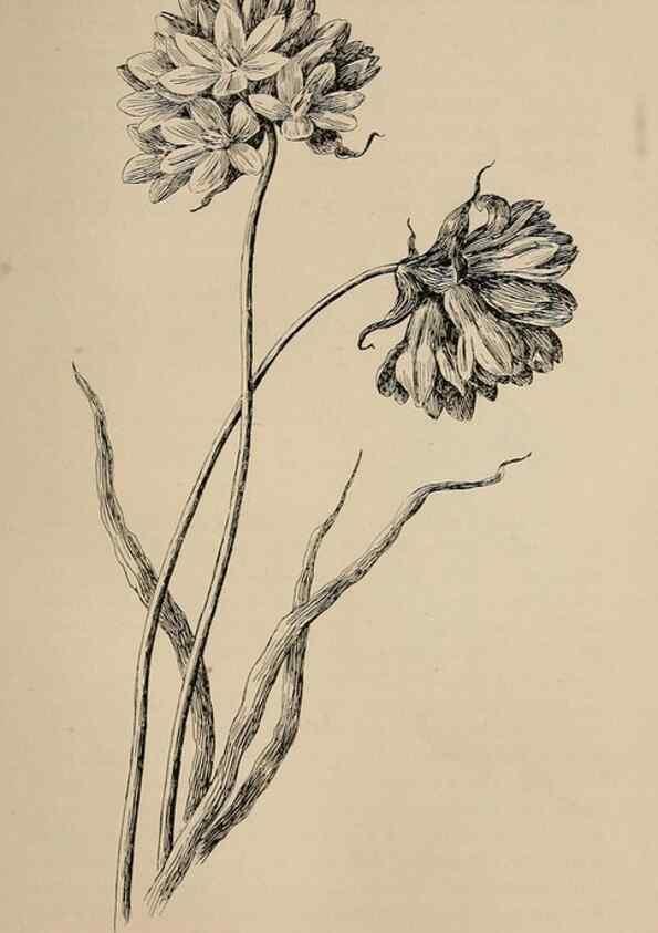 Reproducción/Reproduction 7176828658: The wild flowers of California;. San Francisco,Payot, Upham, & company,1902.