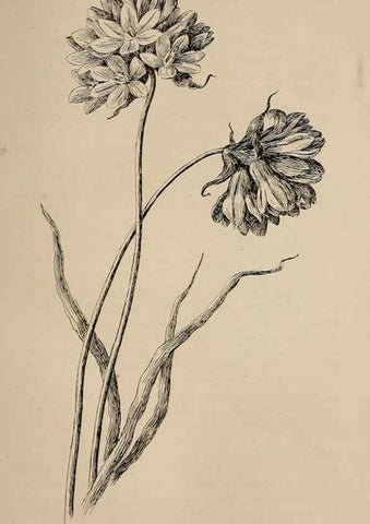 Reproducción/Reproduction 7176828658: The wild flowers of California;. San Francisco,Payot, Upham, & company,1902.