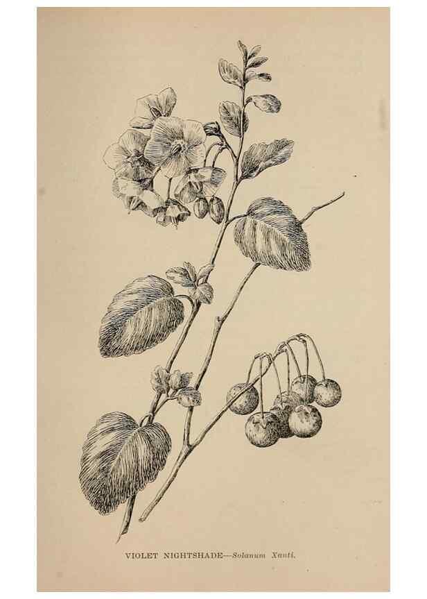 Reproducción/Reproduction 7176831708: The wild flowers of California;. San Francisco,Payot, Upham, & company,1902.