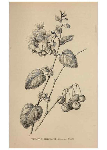 Reproducción/Reproduction 7176831708: The wild flowers of California;. San Francisco,Payot, Upham, & company,1902.