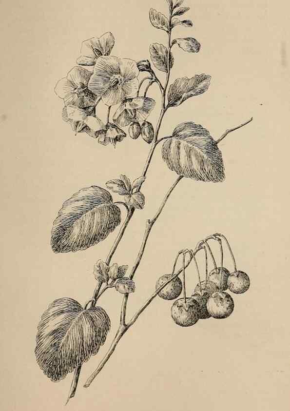Reproducción/Reproduction 7176831708: The wild flowers of California;. San Francisco,Payot, Upham, & company,1902.