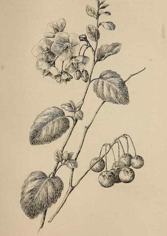 Reproducción/Reproduction 7176831708: The wild flowers of California;. San Francisco,Payot, Upham, & company,1902.