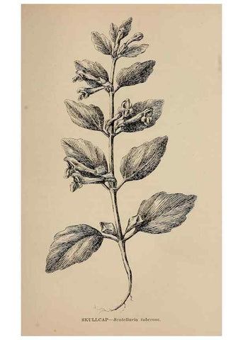 Reproducción/Reproduction 7176833284: The wild flowers of California;. San Francisco,Payot, Upham, & company,1902.