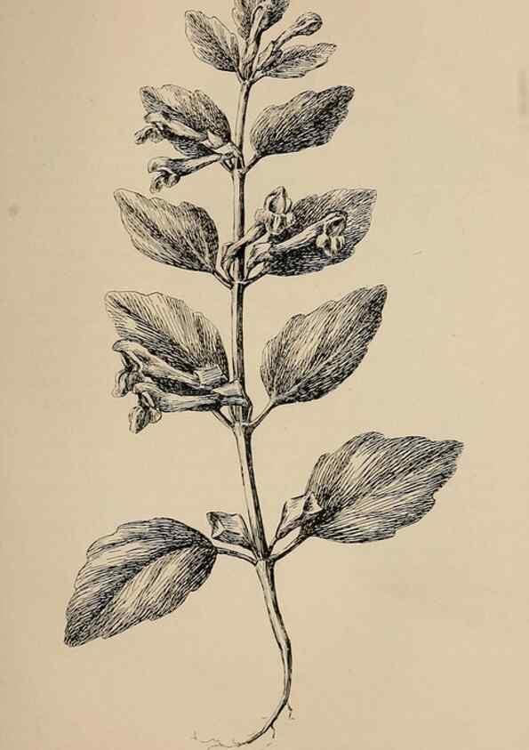 Reproducción/Reproduction 7176833284: The wild flowers of California;. San Francisco,Payot, Upham, & company,1902.