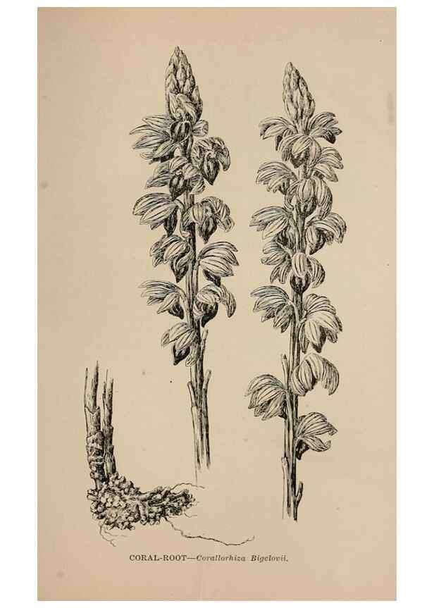 Reproducción/Reproduction 7176834970: The wild flowers of California;. San Francisco,Payot, Upham, & company,1902.