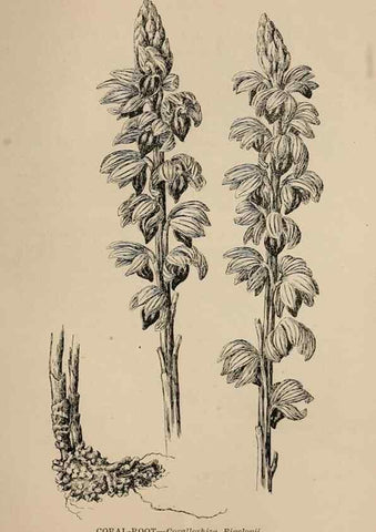 Reproducción/Reproduction 7176834970: The wild flowers of California;. San Francisco,Payot, Upham, & company,1902.