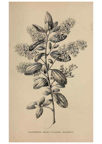 Reproducción/Reproduction 7176836610: The wild flowers of California;. San Francisco,Payot, Upham, & company,1902.