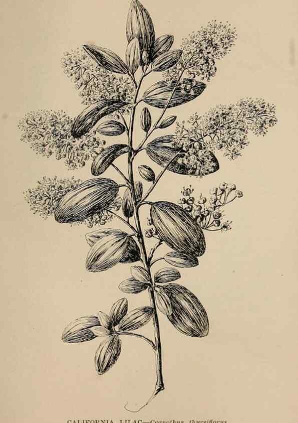 Reproducción/Reproduction 7176836610: The wild flowers of California;. San Francisco,Payot, Upham, & company,1902.