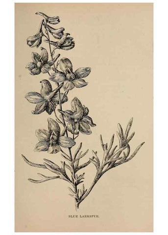 Reproducción/Reproduction 7176837992: The wild flowers of California;. San Francisco,Payot, Upham, & company,1902.