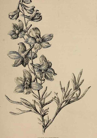 Reproducción/Reproduction 7176837992: The wild flowers of California;. San Francisco,Payot, Upham, & company,1902.