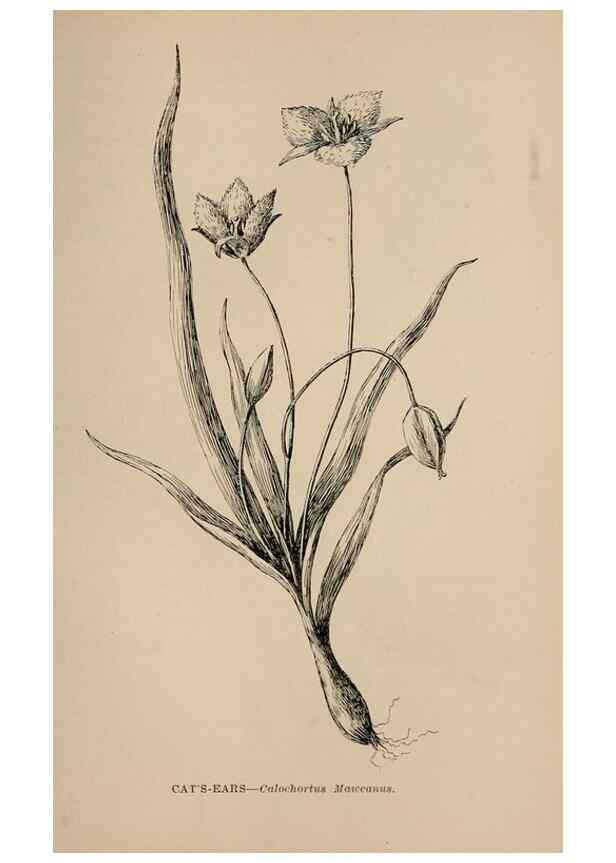 Reproducción/Reproduction 7176839274: The wild flowers of California;. San Francisco,Payot, Upham, & company,1902.
