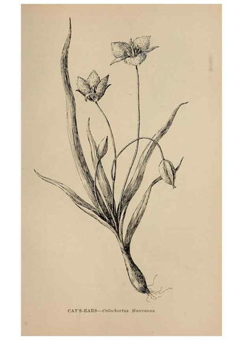 Reproducción/Reproduction 7176839274: The wild flowers of California;. San Francisco,Payot, Upham, & company,1902.