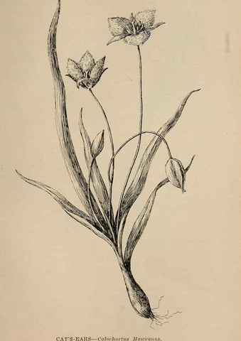 Reproducción/Reproduction 7176839274: The wild flowers of California;. San Francisco,Payot, Upham, & company,1902.