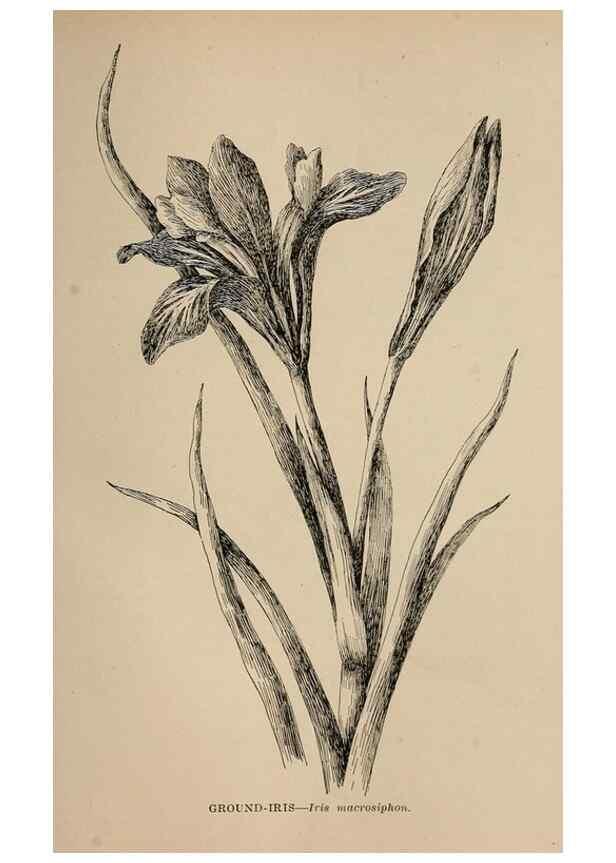 Reproducción/Reproduction 7176840628: The wild flowers of California;. San Francisco,Payot, Upham, & company,1902.