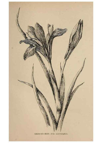 Reproducción/Reproduction 7176840628: The wild flowers of California;. San Francisco,Payot, Upham, & company,1902.
