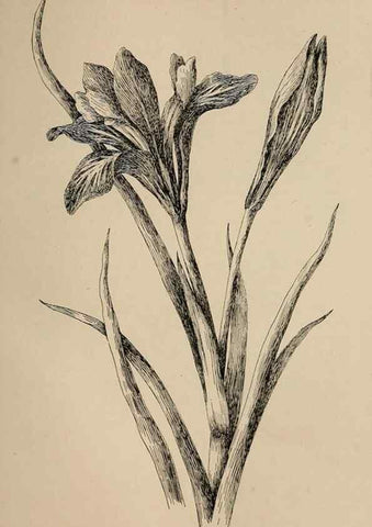 Reproducción/Reproduction 7176840628: The wild flowers of California;. San Francisco,Payot, Upham, & company,1902.