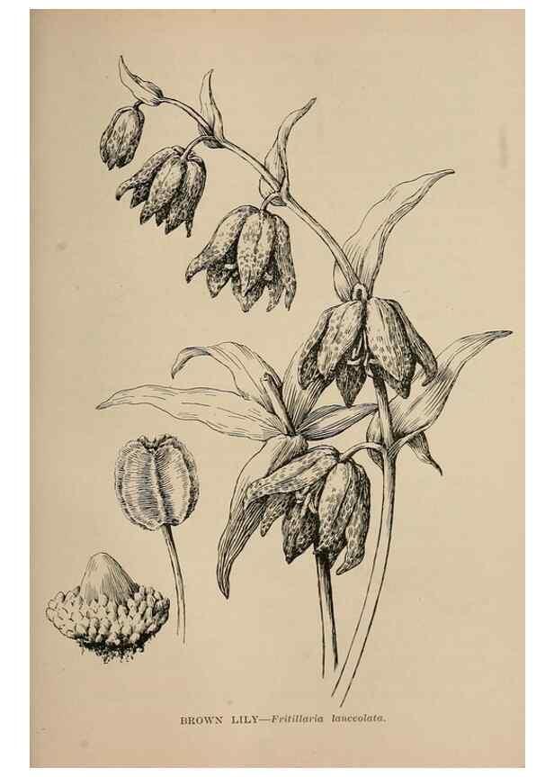 Reproducción/Reproduction 7176830170: The wild flowers of California;. San Francisco,Payot, Upham, & company,1902.