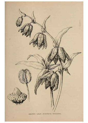 Reproducción/Reproduction 7176830170: The wild flowers of California;. San Francisco,Payot, Upham, & company,1902.