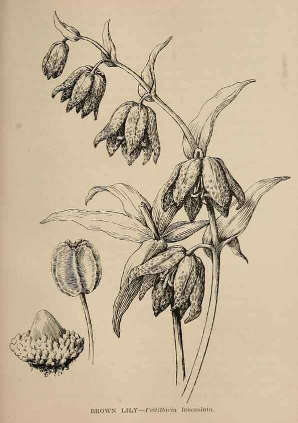 Reproducción/Reproduction 7176830170: The wild flowers of California;. San Francisco,Payot, Upham, & company,1902.