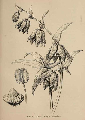 Reproducción/Reproduction 7176830170: The wild flowers of California;. San Francisco,Payot, Upham, & company,1902.