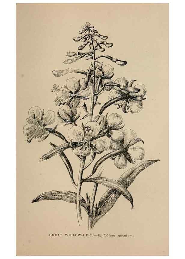 Reproducción/Reproduction 7176815338: The wild flowers of California;. San Francisco,Payot, Upham, & company,1902.