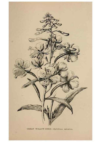 Reproducción/Reproduction 7176815338: The wild flowers of California;. San Francisco,Payot, Upham, & company,1902.