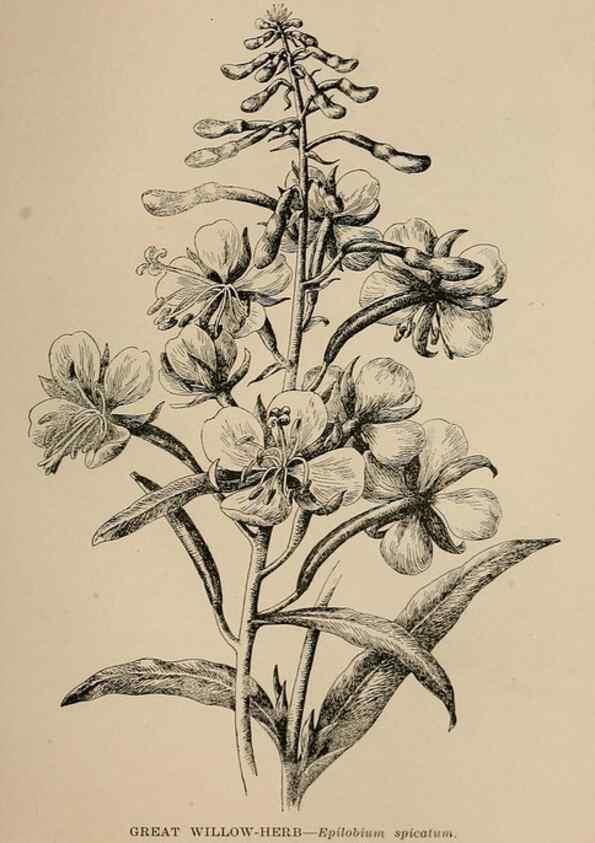 Reproducción/Reproduction 7176815338: The wild flowers of California;. San Francisco,Payot, Upham, & company,1902.