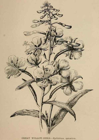 Reproducción/Reproduction 7176815338: The wild flowers of California;. San Francisco,Payot, Upham, & company,1902.