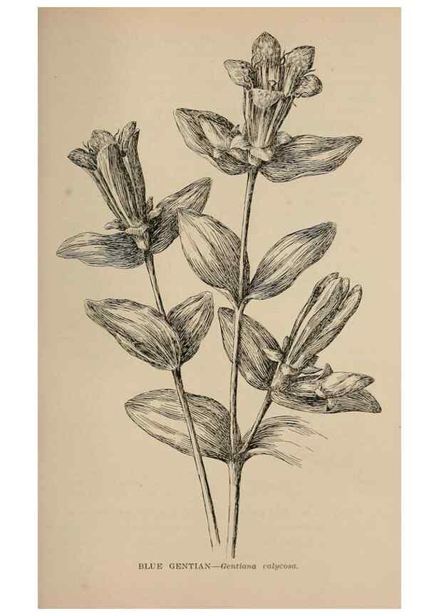 Reproducción/Reproduction 7176873138: The wild flowers of California;. San Francisco,Payot, Upham, & company,1902.