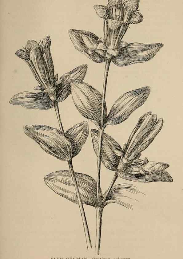 Reproducción/Reproduction 7176873138: The wild flowers of California;. San Francisco,Payot, Upham, & company,1902.
