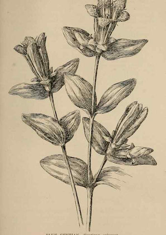 Reproducción/Reproduction 7176873138: The wild flowers of California;. San Francisco,Payot, Upham, & company,1902.