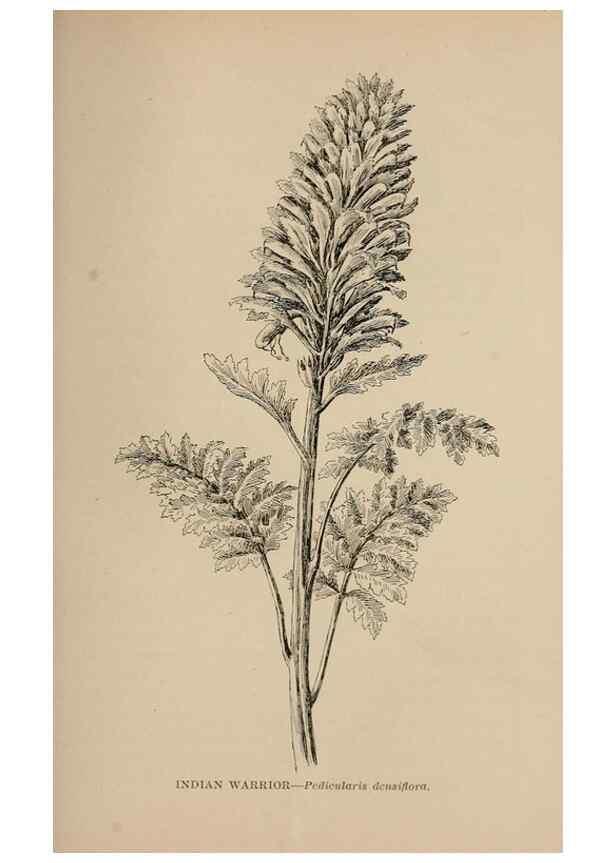 Reproducción/Reproduction 7176875514: The wild flowers of California;. San Francisco,Payot, Upham, & company,1902.