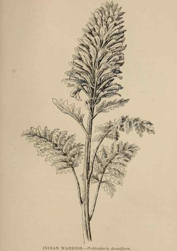 Reproducción/Reproduction 7176875514: The wild flowers of California;. San Francisco,Payot, Upham, & company,1902.