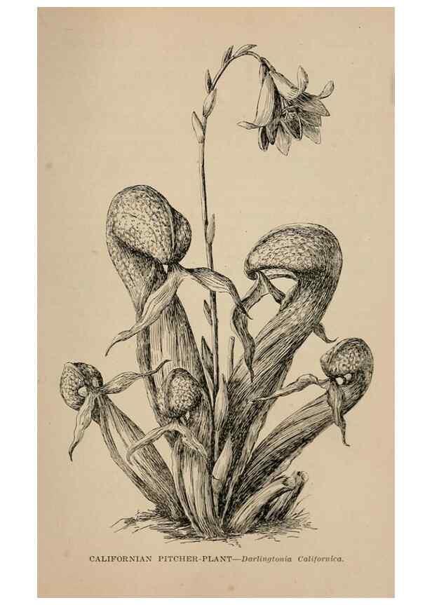 Reproducción/Reproduction 7176910002: The wild flowers of California;. San Francisco,Payot, Upham, & company,1902.