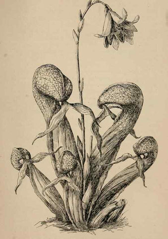 Reproducción/Reproduction 7176910002: The wild flowers of California;. San Francisco,Payot, Upham, & company,1902.