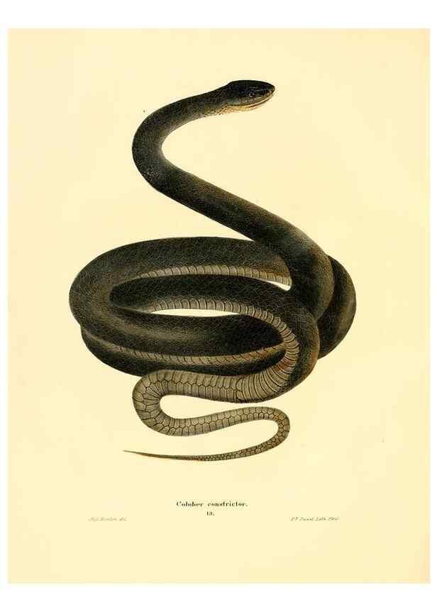 Reproducción/Reproduction 7211044902: North American herpetology :. Philadelphia :J. Dobson,1836-1840.
