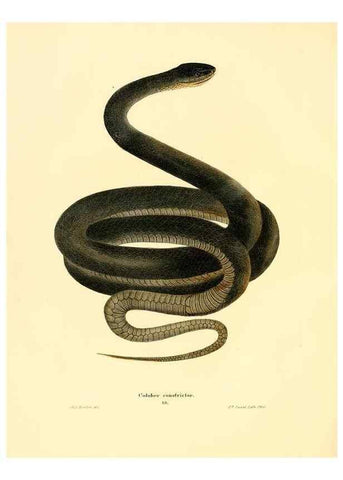 Reproducción/Reproduction 7211044902: North American herpetology :. Philadelphia :J. Dobson,1836-1840.