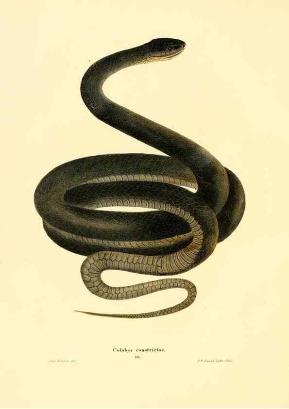 Reproducción/Reproduction 7211044902: North American herpetology :. Philadelphia :J. Dobson,1836-1840.