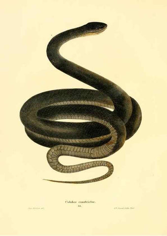 Reproducción/Reproduction 7211044902: North American herpetology :. Philadelphia :J. Dobson,1836-1840.