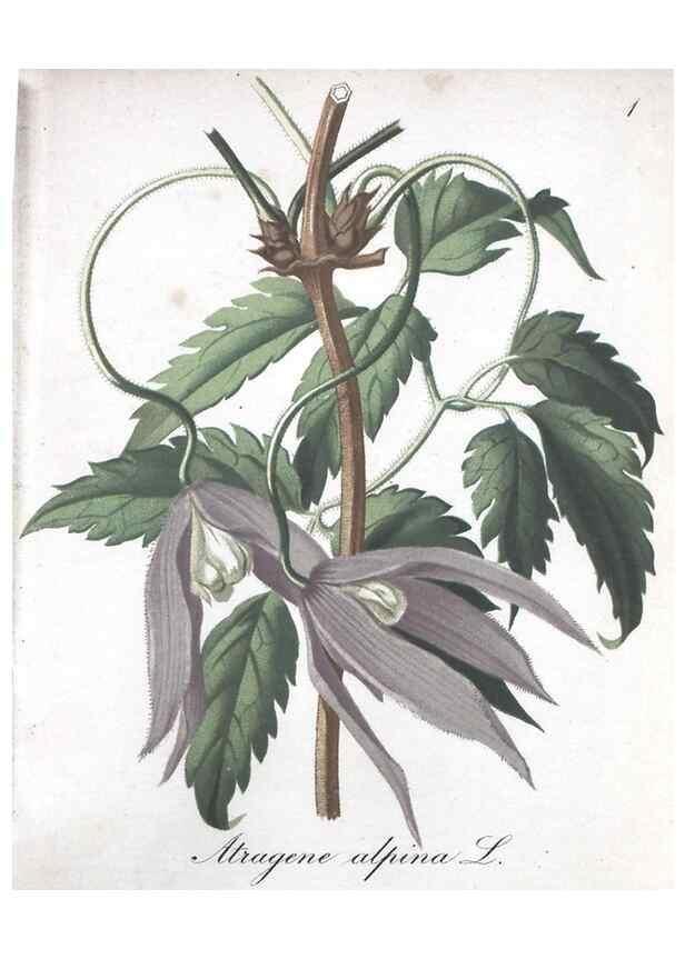 Reproducción/Reproduction 7215919274: Die Alpenpflanzen nach der Natur gemalt /. Prag :F. Tempsky,1879-1884.