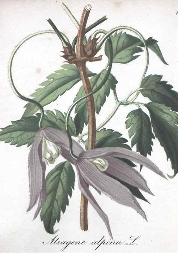Reproducción/Reproduction 7215919274: Die Alpenpflanzen nach der Natur gemalt /. Prag :F. Tempsky,1879-1884.