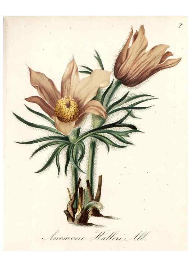 Reproducción/Reproduction 7215920760: Die Alpenpflanzen nach der Natur gemalt /. Prag :F. Tempsky,1879-1884.