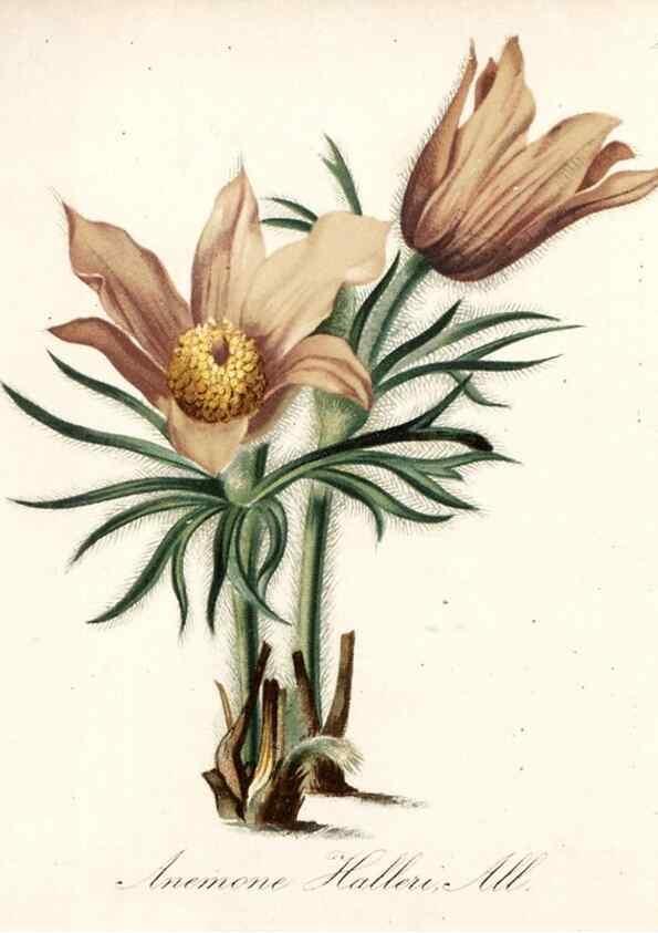 Reproducción/Reproduction 7215920760: Die Alpenpflanzen nach der Natur gemalt /. Prag :F. Tempsky,1879-1884.