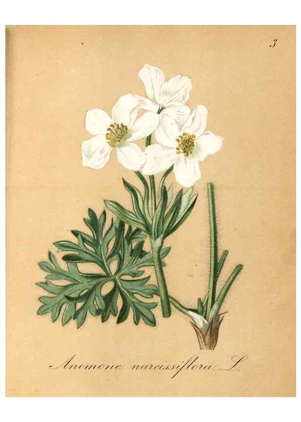 Reproducción/Reproduction 7215922518: Die Alpenpflanzen nach der Natur gemalt /. Prag :F. Tempsky,1879-1884.